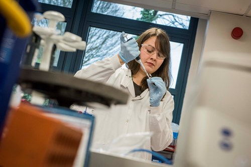 a focused SRUC scientist uses a pipette to conduct an experiment