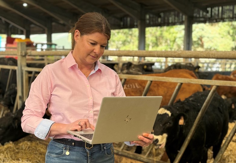 A woman stands in a farm shed working on a laptop, with cows in the background.