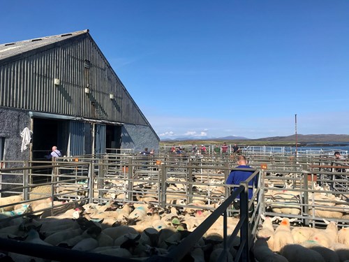 A Scottish croft