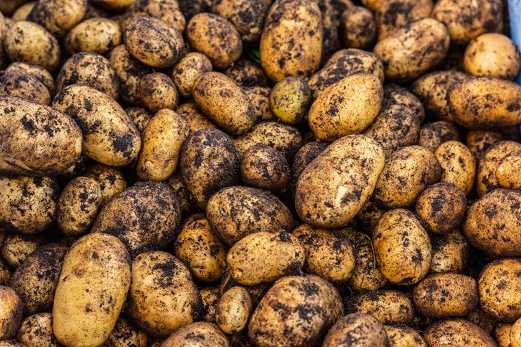 Freshly picked potatoes ready for washing and cooking