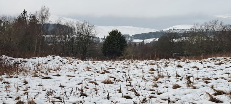 Field of crops covered in layer of snow.