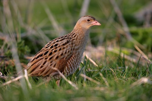 Corncrake on the Isle of Skye, Scotland