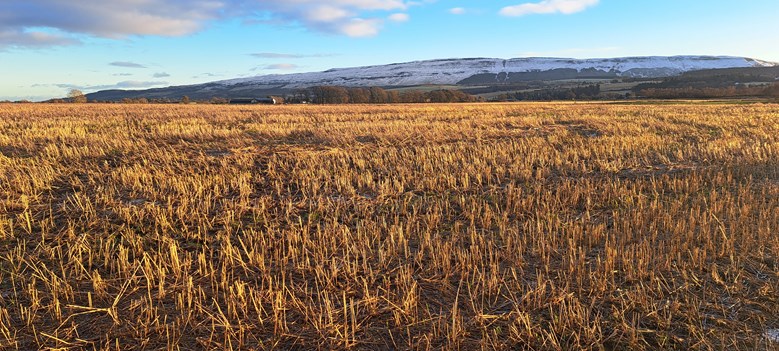 Field of crops.