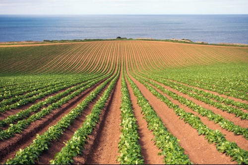 Potato field