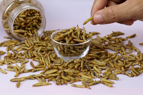 A hand picking up an edible insect from an overflowing bowl