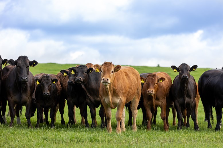 Cows on a farm